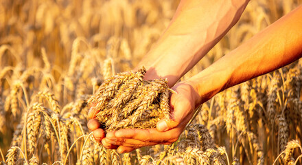 A man holds golden ears of wheat against the background of a ripening field. Farmer's hands close-up.