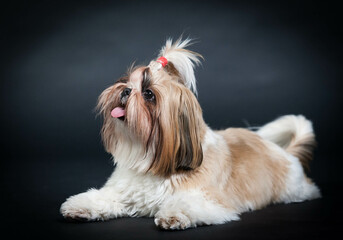 Beautiful and sweet brown and white shitzu