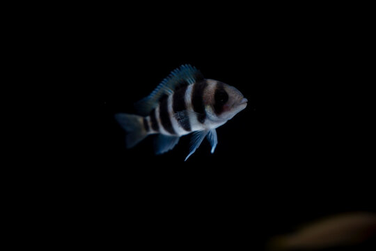 「Dempsey」の画像 151 件の Stock 写真、ベクターおよびビデオ Adobe Stock