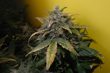 Hemp bloom with deep green leaves and stigmas, macro view. Ripen marijuana plant on yellow...