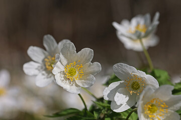 Naklejka na ściany i meble Anemone nemorosa - early flowers in the forest in spring