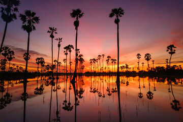 Beautiful landscape Silhouette of Sugar Palm Tree on Orange Sky at Twilight Time. Reflection on the water. Pathum Thani Province, Thailand. in the morning