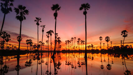 Fototapeta premium Beautiful landscape Silhouette of Sugar Palm Tree on Orange Sky at Twilight Time. Reflection on the water. Pathum Thani Province, Thailand. in the morning