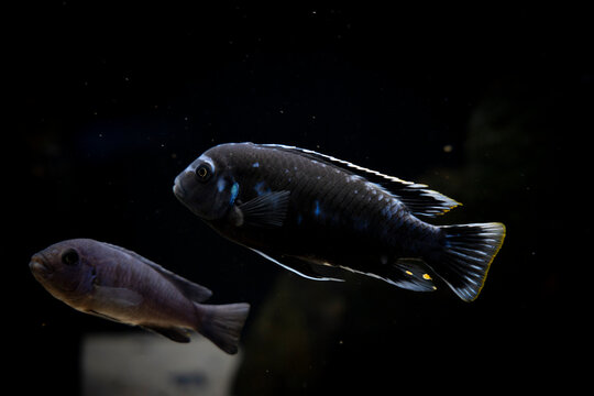 Cichlid fish in the aquarium, amazing colors. selective focus. white and black background