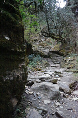 Rocky trail steps among natural landscape of green rainforest park