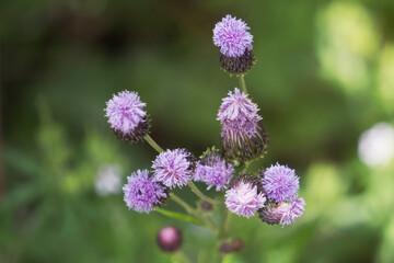 真上から見たキク科のキツネアザミ（Hemisteptia lyrata）／日本5月