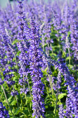 field of blue salvia or salvia splendens flower in garden