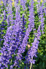 field of blue salvia or salvia splendens flower in garden