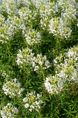 field of white cleome spider flower in the garden