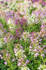 field of colorful cleome spider flower in the garden