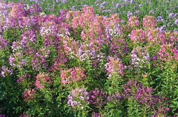 Fototapeta premium field of colorful cleome spider flower in the garden