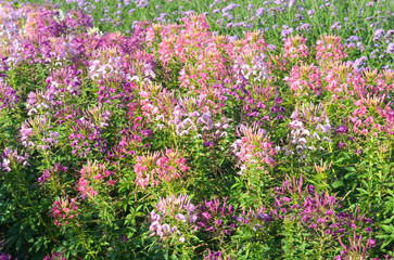 field of colorful cleome spider flower in the garden