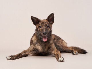 dog mix on a on a beige background. Funny pet in the studio