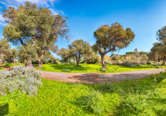 Fabulous view on blooming olive garden at Cape Milazzo during daytime