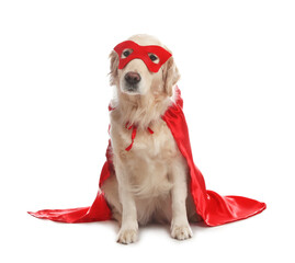 Adorable dog in red superhero cape and mask on white background