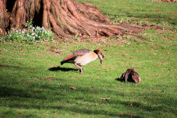 A close up of an Egyptian Goose
