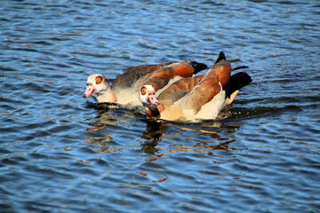 A close up of an Egyptian Goose