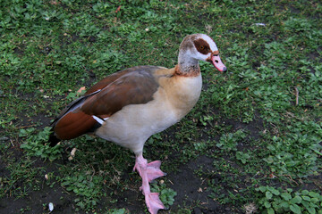 A close up of an Egyptian Goose