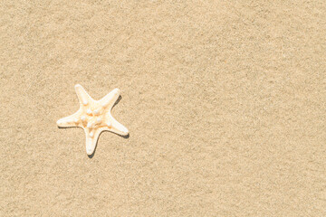 Fototapeta na wymiar Starfish on sand. Copy space for the text. Top view