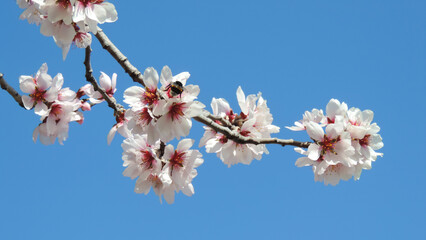 closeup of blooming white flowers of almond tree Prunus Dulcis on the branches on blue sky background