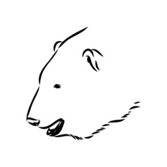 Polar bear illustration, drawing, engraving, ink, line art, vector