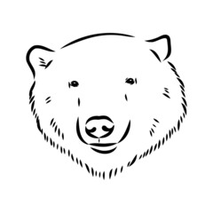 Fototapeta premium Polar bear illustration, drawing, engraving, ink, line art, vector