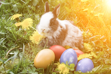 Cute fluffy rabbit in green grass