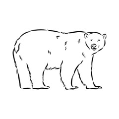 Polar bear illustration, drawing, engraving, ink, line art, vector