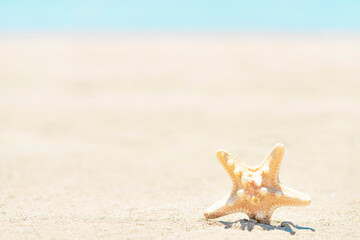 Fototapeta na wymiar Sea star on sand. Starfish close up, nature background