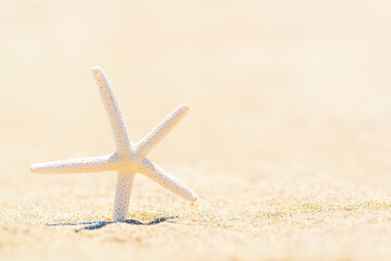 Fototapeta na wymiar Starfish on sandy beach. Close up. Sea summer vacation background.