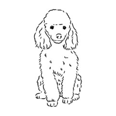 Sketch of poodle. Dog breed. Black outline on transparent background
