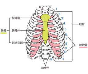 肋骨　胸骨　骨格図