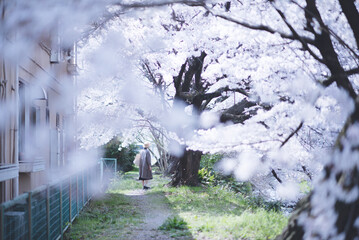 桜 ソメイヨシノ 女性ポートレイート 奈良県桜井市 河川敷