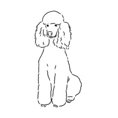 Sketch of poodle. Dog breed. Black outline on transparent background