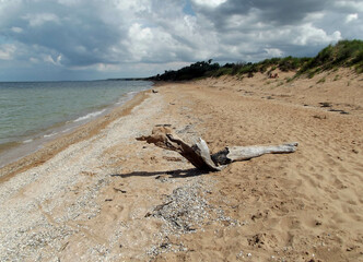 Fototapeta na wymiar Driftwood log on sea coast. Sandy beach scenery with cumulus clouds. Wild undeclared beach seashore view.