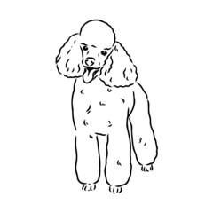 Sketch of poodle. Dog breed. Black outline on transparent background