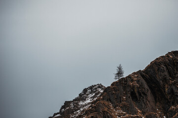 lone tree and snow covered mountains