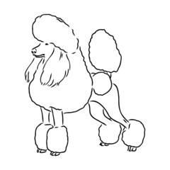 Sketch of poodle. Dog breed. Black outline on transparent background