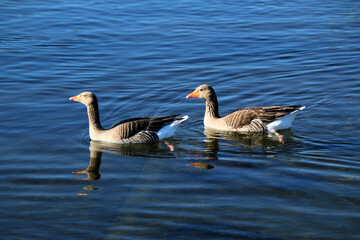 A close up of a Greylag Goose