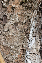 Rugged brown bark of an old banyan tree branch close up shot with selective focus