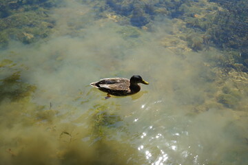 Young duck swims in a pond. Sunny spring day and a marshy pond with aquatic plants and animals. Wild animal life. One animal.