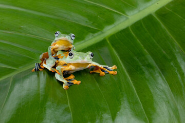 Two Flying Frogs (Rhacophorus reinwardtii) on a leaf.