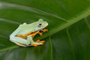 Flying frog (Rhacophorus reinwardtii) on a leaf.