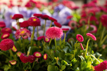Beautiful Pansies and Daisies. Lilac and Pink flowers in a spring garden.