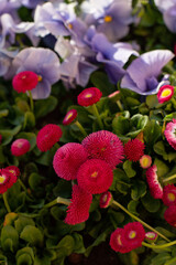 Fototapeta premium Beautiful Pansies and Daisies. Lilac and Pink flowers in a spring garden.