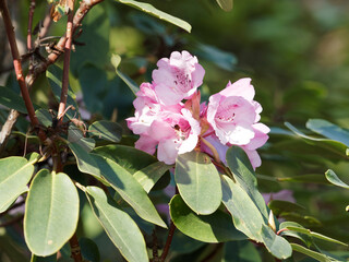 Rhododendron oreodoxa var shensiense - Petit arbre d'ornement à fleurs roses en grappes lâches...