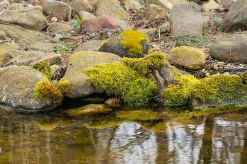 Blooming bright green moss on old stone near the water surface of overgrown pond. Blurred background from multi-colored stones. Stone shore. Selective focus. Close-up. Nature concept for design.