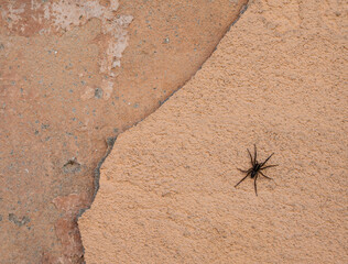 Spider crawling on the grungy wall
