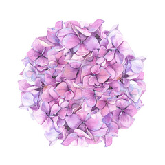 Fototapeta premium Watercolor hydrangea. Isolated illustration on white background. Hand drawn painting.