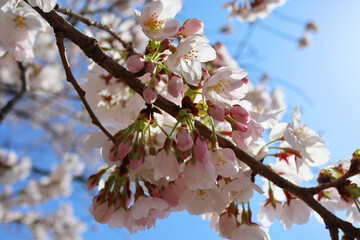 快晴の日の桜の花とつぼみ